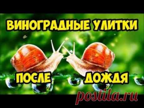 Все о виноградных улитках - сколько живут, польза и вред