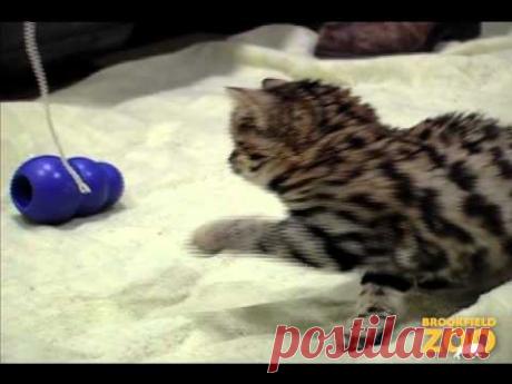 3-Month-Old Blackfooted Cat at Brookfield Zoo