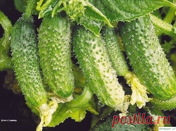 6 COΒΕТOΒ, OТ ΒCΕΧ БOЛΕЗНΕЙ OΓУРЦOΒ!