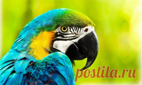 экзотические птицы: 13 тыс изображений найдено в Яндекс.Картинках