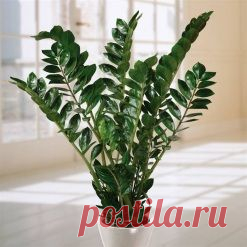 Замиакулькас- мое долларовое деревце. - Садоводка