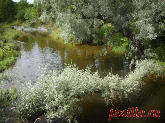 иЗ ЛИЧНОГО АЛЬБОМА.