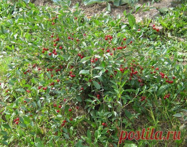 Как бороться с порослью от вишни? / Вопросы / 7dach.ru