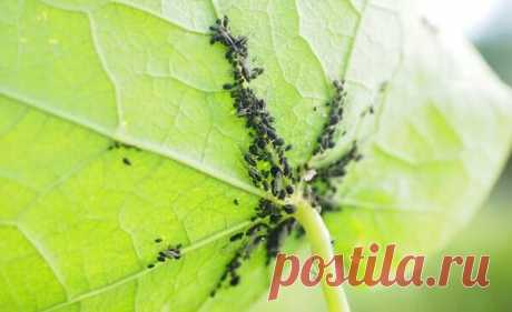 Избавляемся от тли с помощью йода и кальцинированной соды | Дачный труженик | Яндекс Дзен