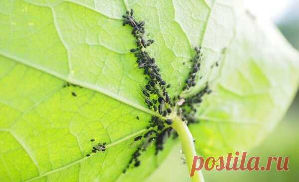 Избавляемся от тли с помощью йода и кальцинированной соды | Дачный труженик | Яндекс Дзен