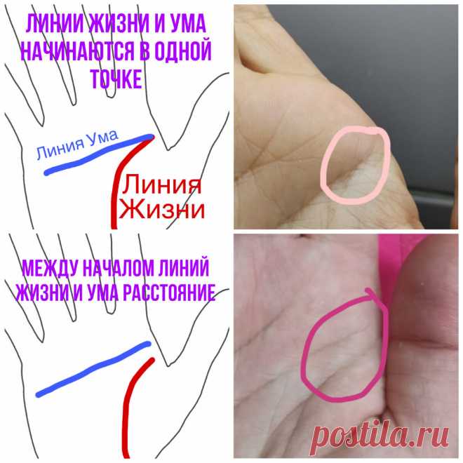 Хиромантия. Начало линий Жизни и Ума | Виктория Кутукова | Яндекс Дзен