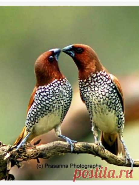 flying of birds