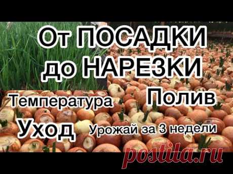 ВЫРАЩИВАНИЕ ЛУКА НА ПЕРО от А до Я.