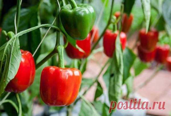Удачное соседство: что можно сажать рядом с перцем - Идеальная хозяйка
