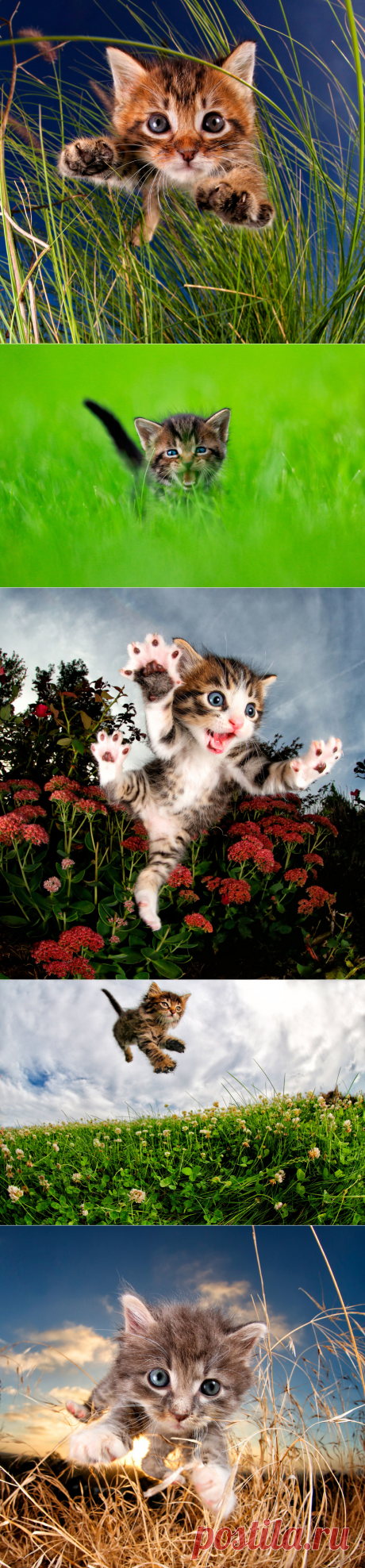 Игривые коты от Сета Кастиля