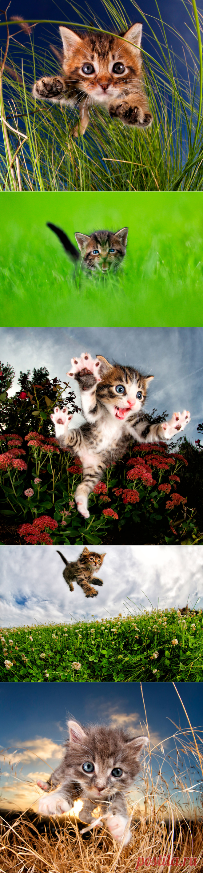 Игривые коты от Сета Кастиля