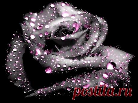роза