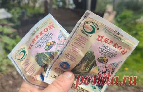 Чтобы рассада помидор и перца взошла щеткой замочите в этом! Рассада будет такая, что глазам не поверите. | Сад огород лайф. (Статьи) | Дзен