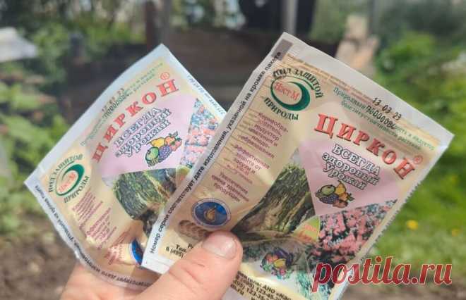 Чтобы рассада помидор и перца взошла щеткой замочите в этом! Рассада будет такая, что глазам не поверите. | Сад огород лайф. (Статьи) | Дзен