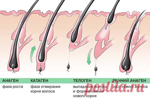 Волосяной фолликул: видео-инструкция по уходу своими руками, особенности активаторов роста, строение, цена, фото