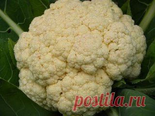 Подкормка капусты при выращивании на дачном участке - FB.ru