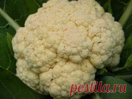 Подкормка капусты при выращивании на дачном участке - FB.ru