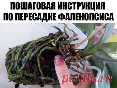 ПОШАГОВАЯ ИНСТРУКЦИЯ ПО ПЕРЕСАДКЕ ФАЛЕНОПСИСА (ОРХИДЕЯ)