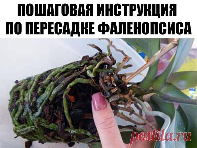 ПОШАГОВАЯ ИНСТРУКЦИЯ ПО ПЕРЕСАДКЕ ФАЛЕНОПСИСА (ОРХИДЕЯ)
