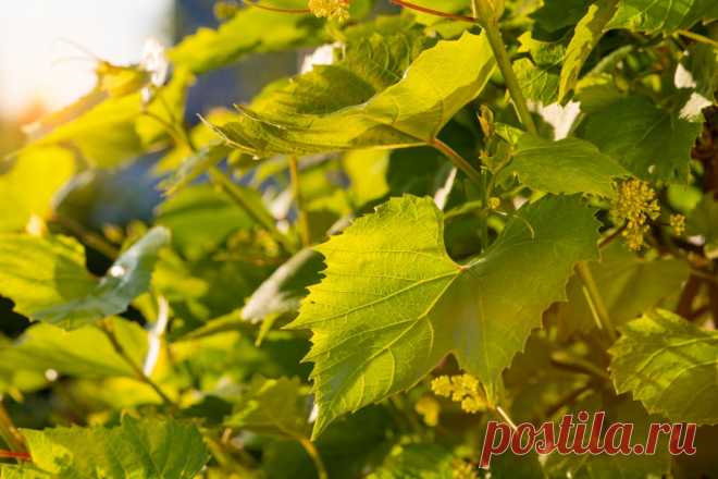 Виноград Мускат летний: описание сорта, фото Летний мускат, этот сорт отличается насыщенным вкусом, его ягоды можно узнать по янтарному оттенку, летний мускат обладает хорошей транспортабельностью