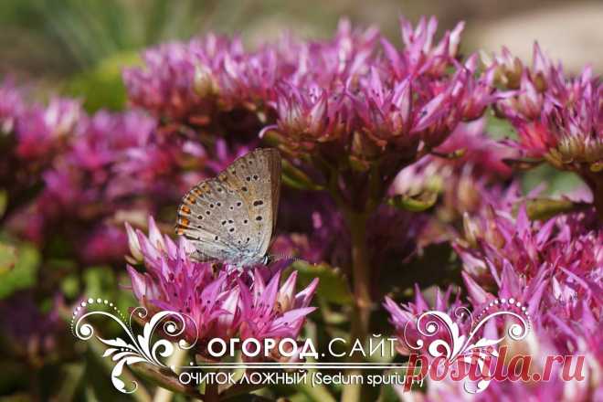 Очиток ложный, рассада | ОГОРОД.сайт