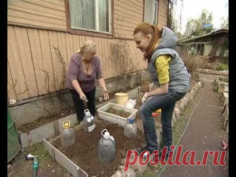 посадка георгин