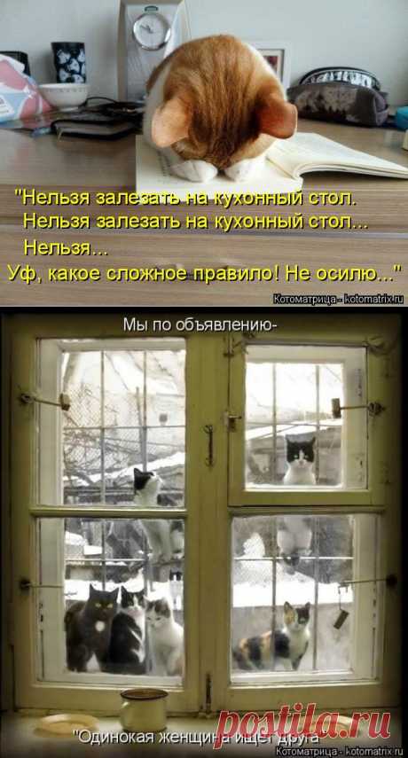 Котоматрица: Круть