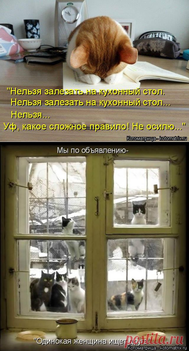 Котоматрица: Круть