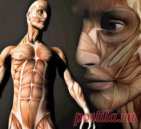 "мышечно фасциальная цепь": 8 тыс изображений найдено в Яндекс.Картинках