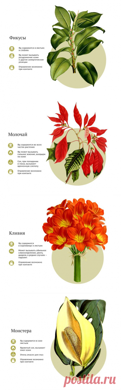 САМЫЕ ЯДОВИТЫЕ КОМНАТНЫЕ РАСТЕНИЯ | Самоцветик
