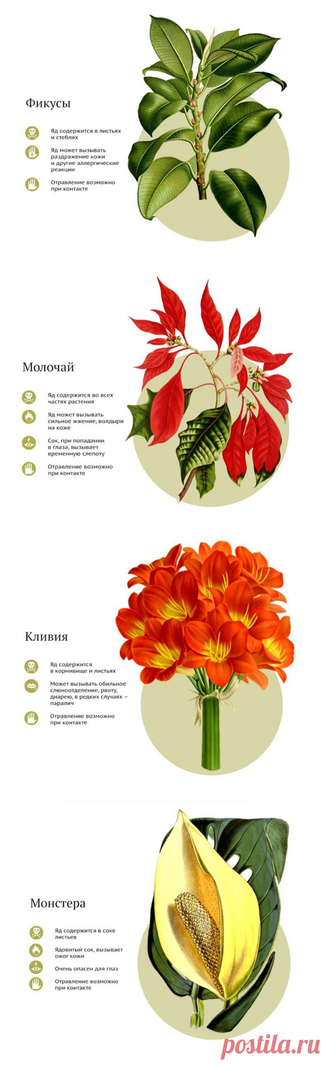 САМЫЕ ЯДОВИТЫЕ КОМНАТНЫЕ РАСТЕНИЯ | Самоцветик