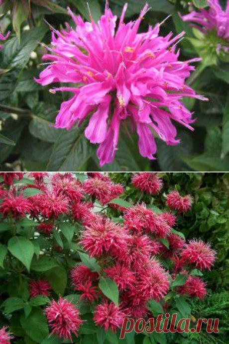 Монарда в саду. | Весь Огород. Цветы в саду.