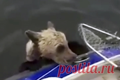 Спасение рыбаками уставшего медвежонка на Ямале сняли на видео. Ямальские рыбаки спасли уставшего плыть медвежонка, выловив его сачком из холодной воды. Происходящее они сняли на видео. На кадрах видно, что животное прибилось к лодке и цеплялось за нее, но никак не могло взобраться на судно. Тогда рыбаки помогли ему залезть, говоря при этом: «Держись!»