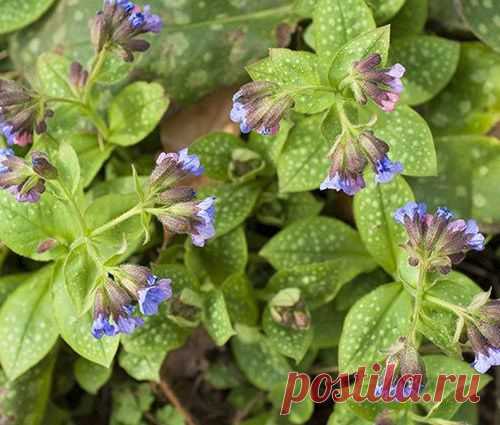 Медуница лекарственная: свойства, польза и лечебное применение