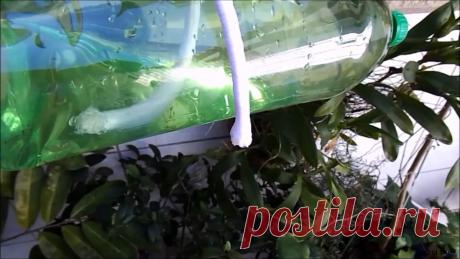 Как из обычной бутылки делать систему автоматического полива Система капельного полива позволяет рационально использовать воду и поддерживать постоянную влажность грунта возле корневой системы растений. За счет этого они растут лучше. Но основная ценность такой системы в том, что растения можно оставлять без присмотра на несколько дней, не опасаясь, что они