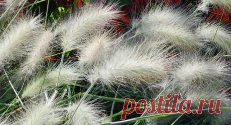 Украсьте цветник злаками! | Прочие многолетники (Огород.ru)