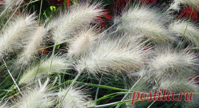 Украсьте цветник злаками! | Прочие многолетники (Огород.ru)