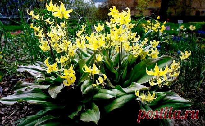 Многолетний садовый цветок Эритрониум (Erythronium). Луковичный травянистый многолетник. Луковица удлиненная, 4-5 см в длину и 1 см в диаметре. Листья прикорневые, широколанцетные, сочные, темно-зеленые с фиолетово-красными пятнами. Цветки розовые, белые, желтые или красно-фиолетовые. Цветет в апреле - мае.

Основные виды.
Э.европейский, собачий зуб (E.europaeum, E.dens-canis) - высотой 12 см, цветки темно-пурпурово-красные, обращенные вниз, похожи на цветки цикламена.