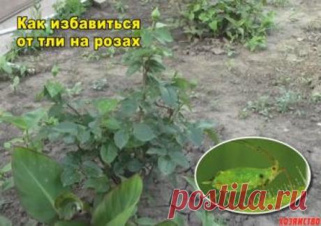 Йод и молоко прогнали тлю с моих роз