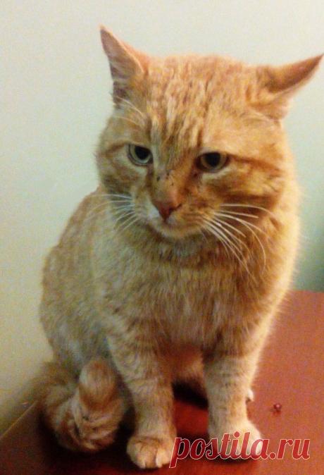 Рыжий кот Марай «нацарапал» заявление на работу в подмосковный музей