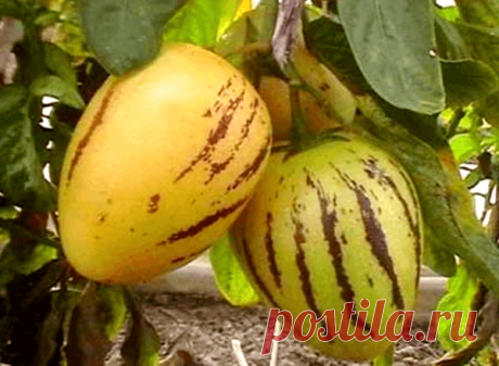 Пепино или дынная груша сорт «Рамзес» ~ Planetalsad