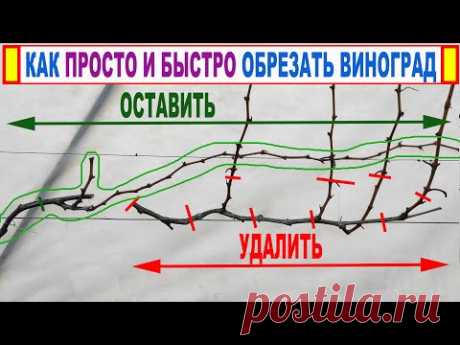 формировка винограда