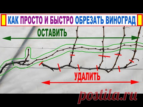 формировка винограда