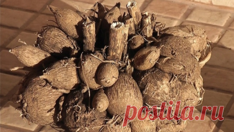 Подготовка георгинов к зиме