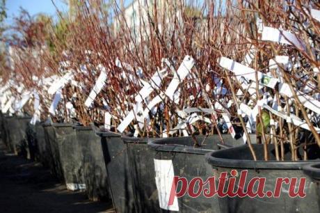 ЗКС Р19 – что означают буквы на саженцах Загадочные буквы и цифры, прописанные на этикетках саженцев, чаще кратко информируют о размере контейнера, но могут рассказать о том, что было с этим растением, как оно появилось на свет и что может о...