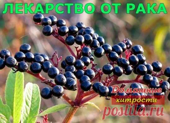 Лекарство от рака
Как это ни странно звучит, но факт остаётся фактом – этим экстрактом лечат рак в Болгарии. И более того – дают 100% гарантию, что рак им можно излечить как до операции, так и после. Рецепт на удивление прост. Кстати, в России есть люди, которые утверждают, что именно этим рецептом они излечились от рака. Возможно совместно с приёмом медицинских препаратов. Утверждать что либо не могу, поэтому просто выдаю рецепт.
Собрать ягоды бузины черной и пересыпать и...