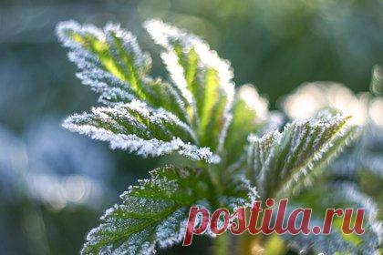 Первые заморозки зафиксировали в нескольких регионах России. В европейскую часть России пришли первые заморозки. О том, что температура воздуха в нескольких регионах опустилась ниже нуля, рассказал ведущий специалист центра погоды «Фобос» Михаил Леус. По словам синоптика, заморозки наблюдались на территории Костромской и Кировской областей.