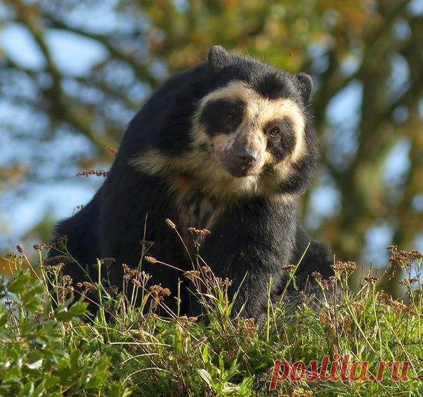 Очковый медведь