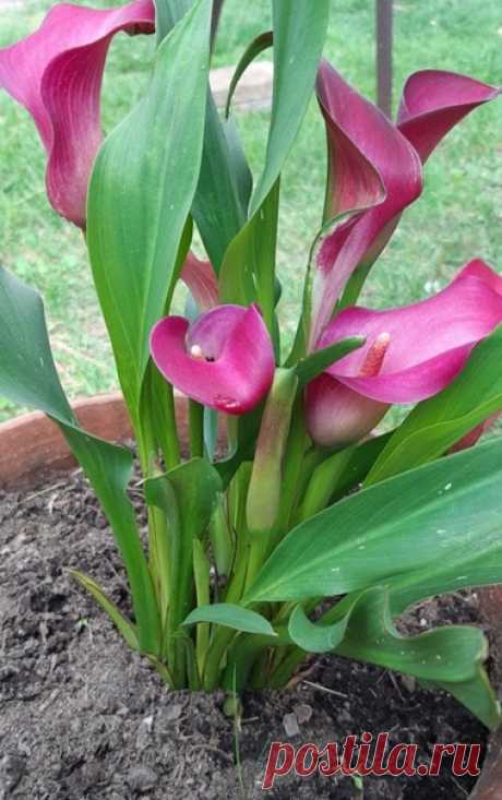 🌺 🌺 🌺