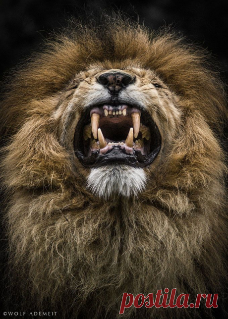 New Powerful Animal Portraits by Wolf Ademeit
